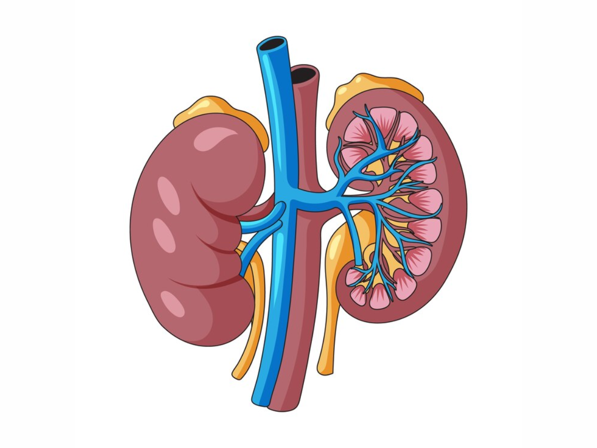 Chronic Kidney Disease: A Complete Guide