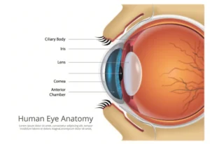 Human Eye Anatomy Image