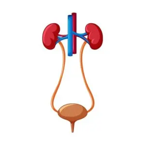 Urology Process Image