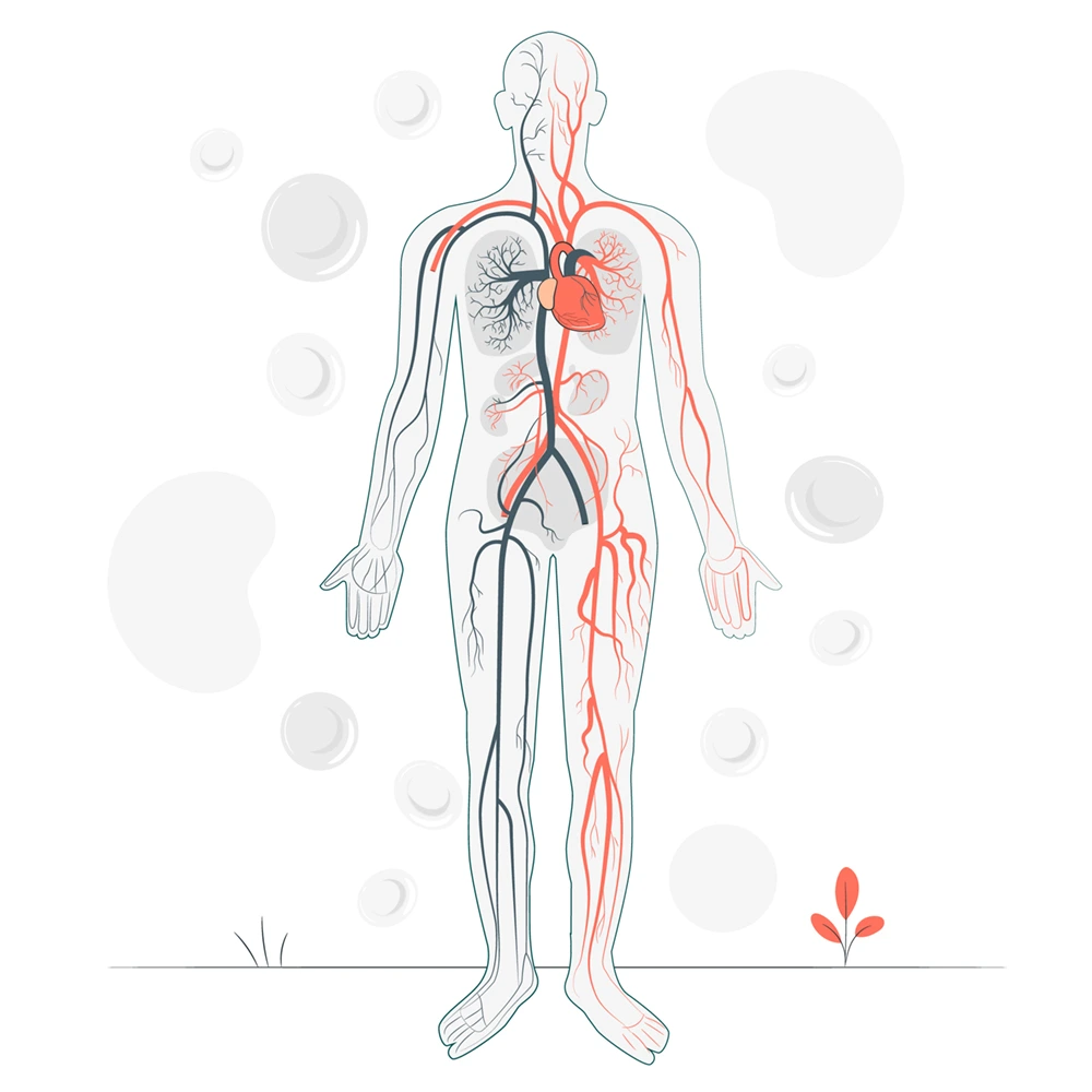 Circulatory System Image Treatians